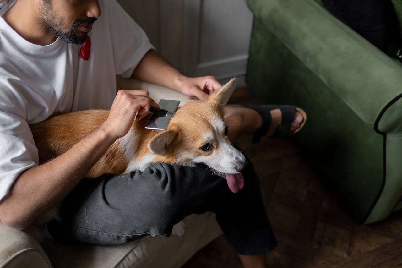 Services A man sitting indoors, grooming a corgi dog with a metal comb, showing pet care and affection.