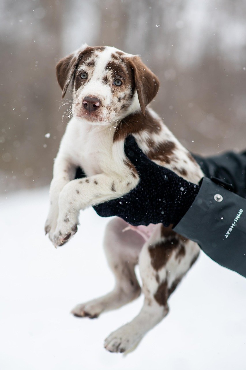 Services dog, puppy, nature, pet, young, spotted puppy, animal, cute puppy, cute, snow, winter