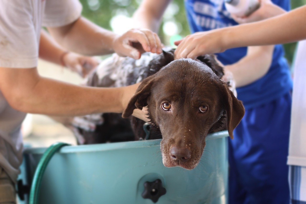 dog wash, tub, brown dog getting washed, nature, water, hose, bath, soap