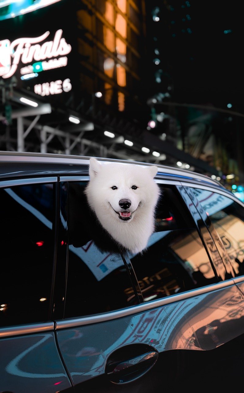 fluffy dog, samoyed, white dog, samoyed smile, happy dog, dog in car, urban dog, city night lights, neon city, adorable dog, fluffy white dog, smiling dog, car window dog, night photography, pet travel, cute pets, cityscape with dog, samoyed puppy, cheerful dog, street vibes, dog portrait, luxury lifestyle dog, fluffy samoyed